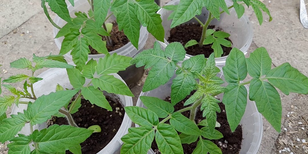 Последняя подкормка рассады томатов перед высадкой в грунт. Полезные советы опытных дачников.