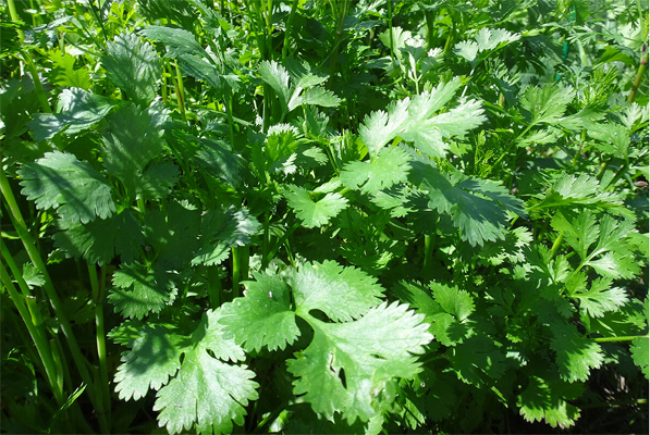 Листья кинзы