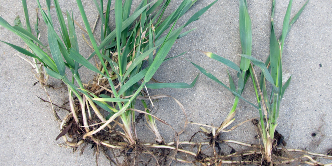 Почему ваш пырей снова растет? 2 метода, которые истребят его раз и навсегда!