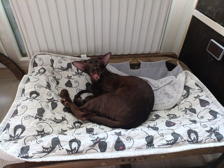     «Сменю работу — и тогда заживу по-настоящему». Фото: «МК в Великом Новгороде»