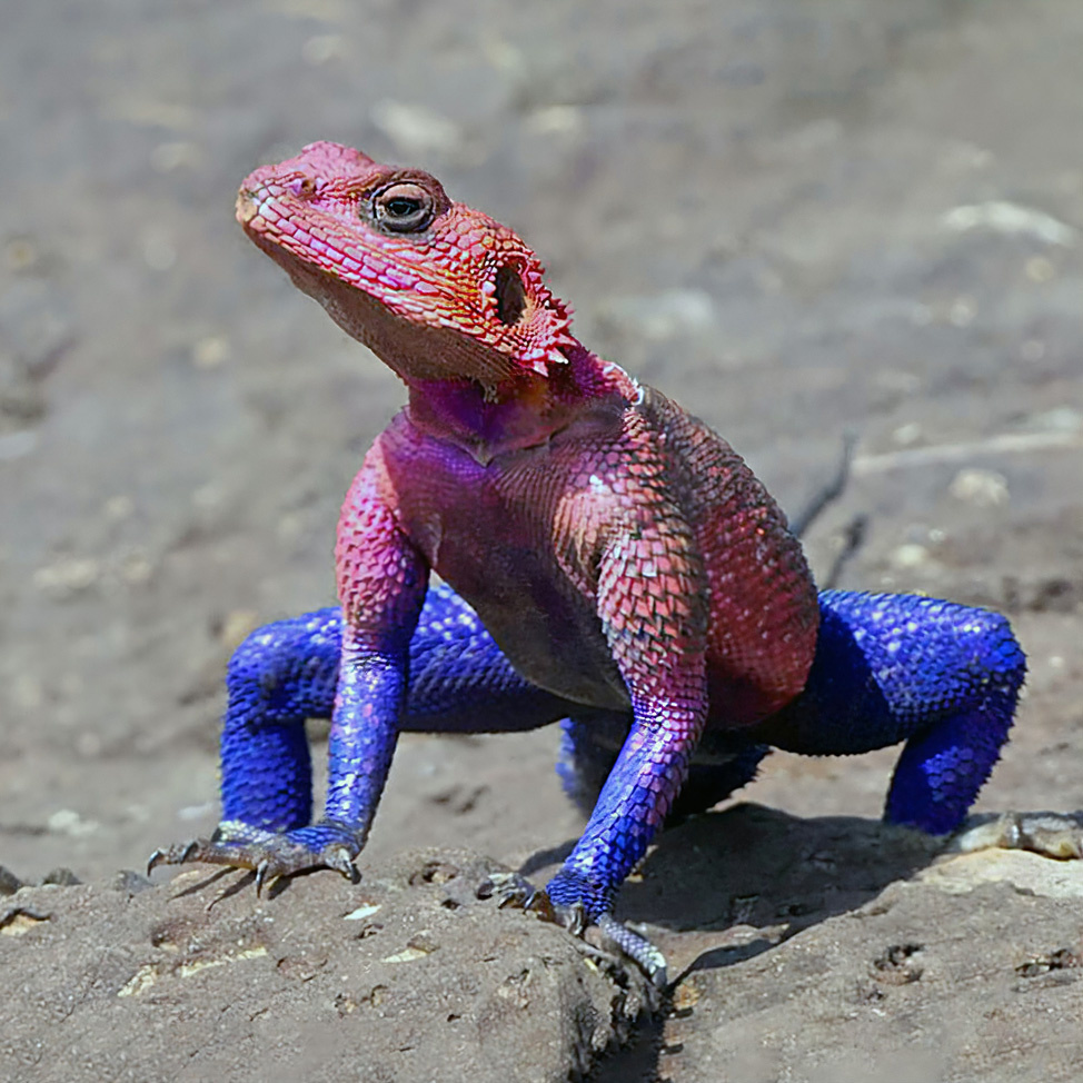 Ящерица наблюдает за обстановкой 