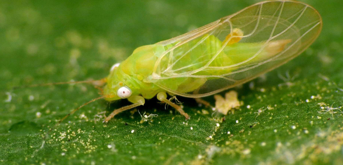 яблонная медяница