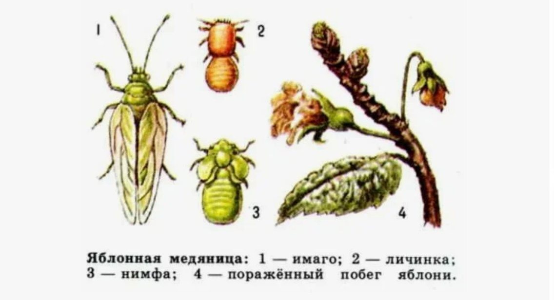 этапы развития яблочной медяницы