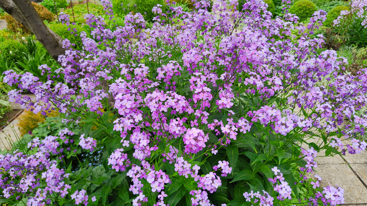 В моём саду цветет вечерница