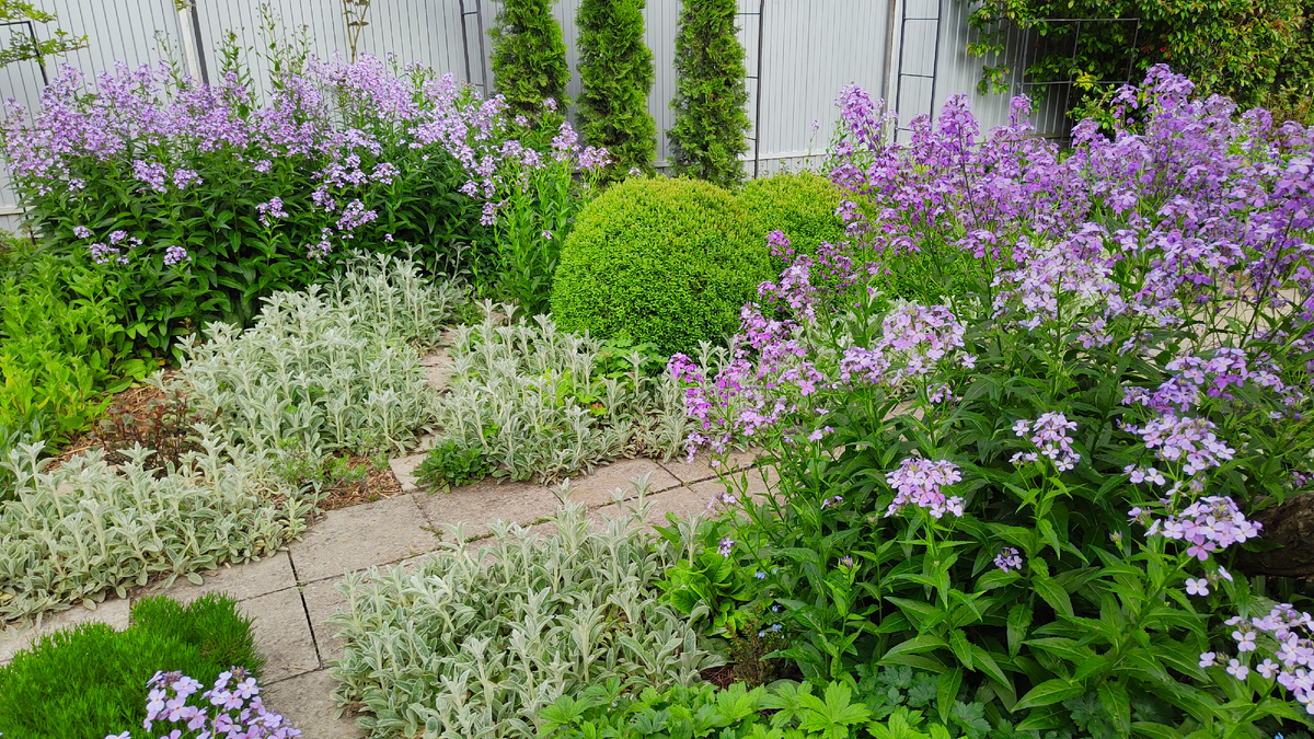 Сиреневые облака вечерницы в моём саду 