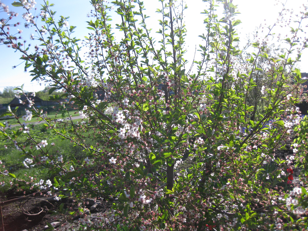 Цветение вишни, фото автора от 09 мая 2025 года