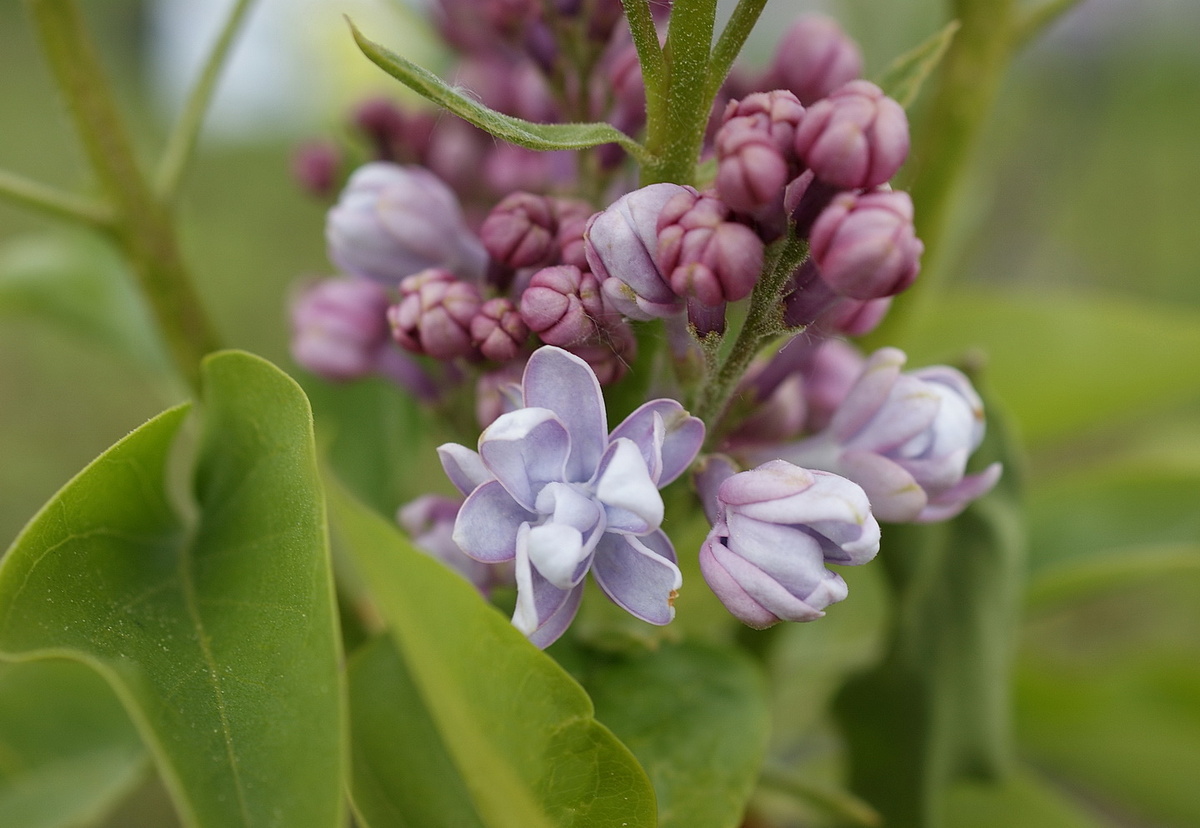 Сирень 'Полина Осипенко', первые цветки. 