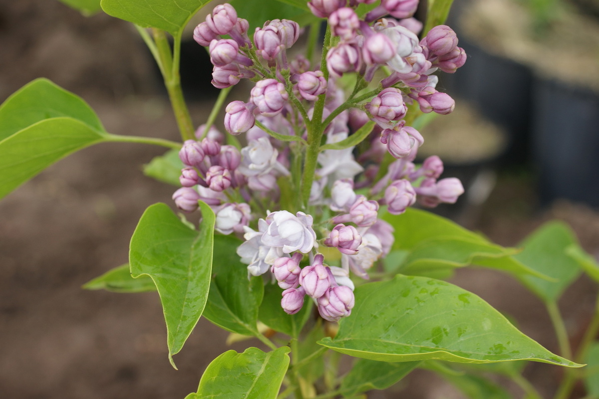 'Полина Осипенко', нежный, приятный аромат. 