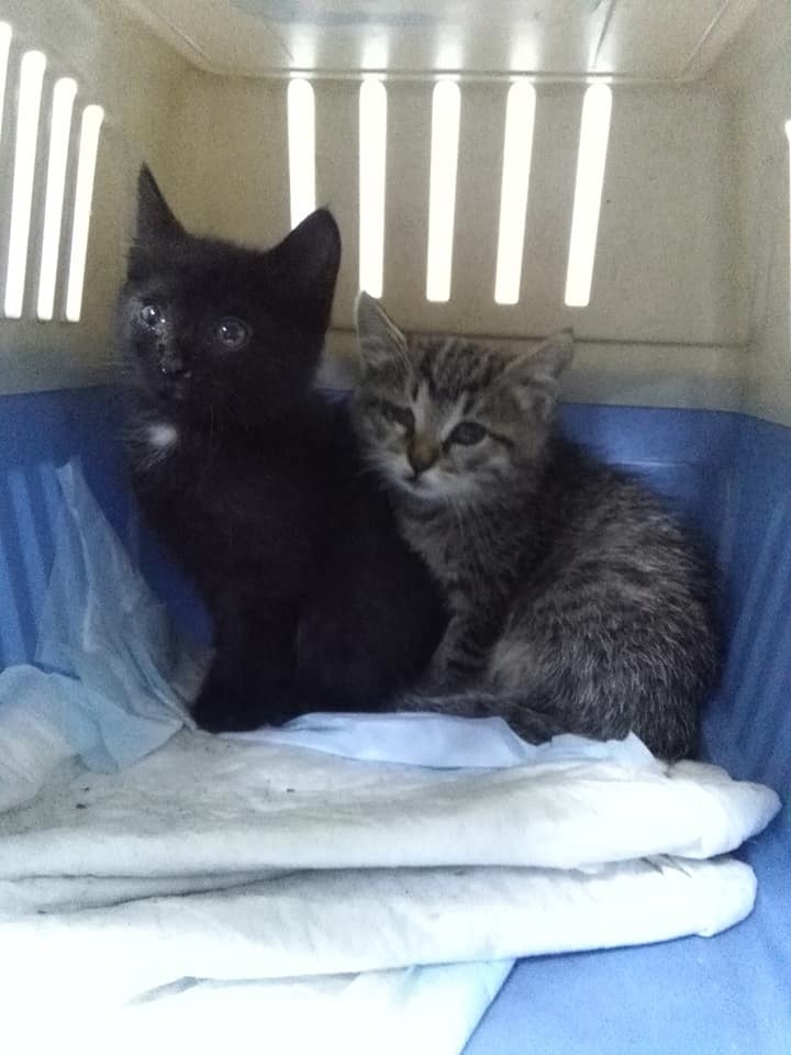 Когда забрали с улицы