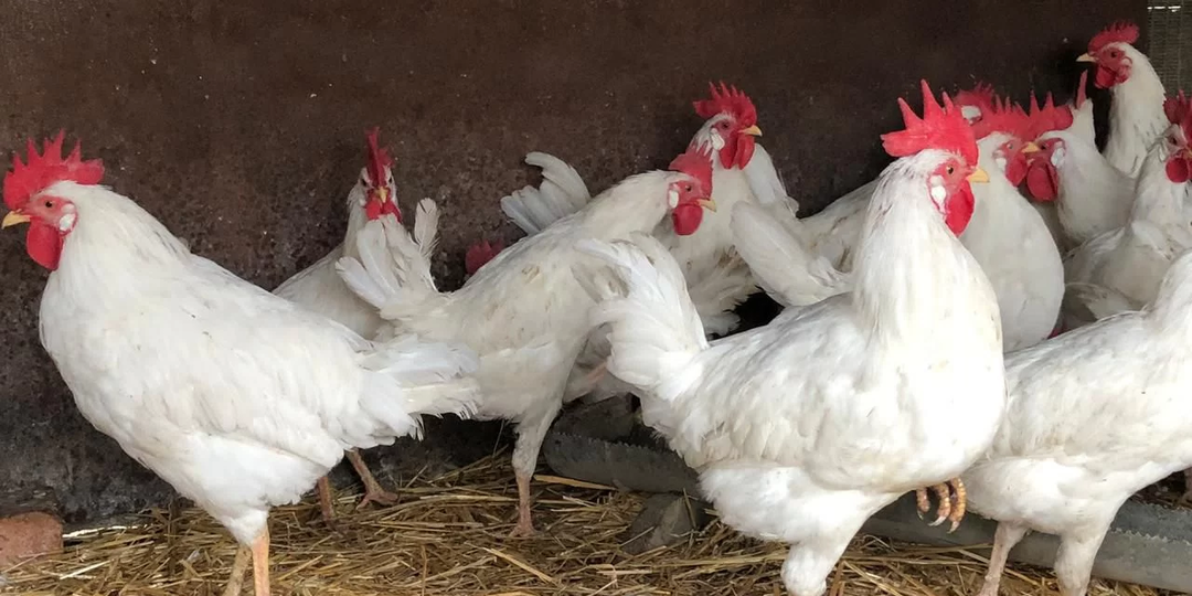 Какие лучшие яичные породы кур: выбор для вашего подворья