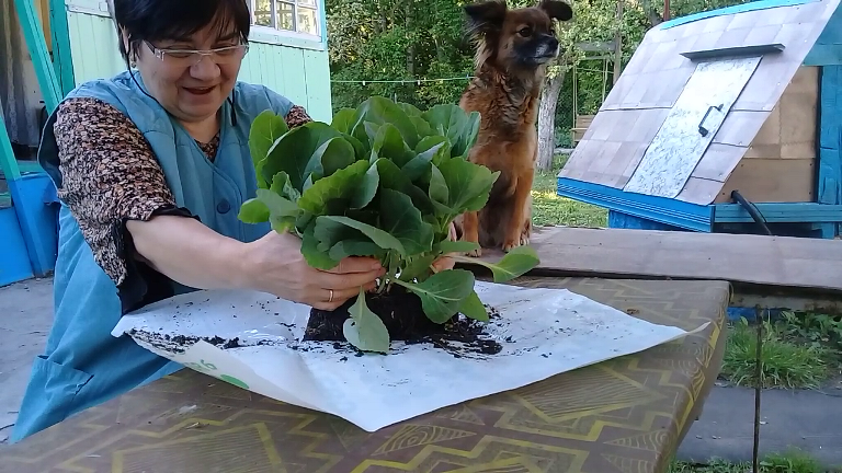 Жизнь в деревне. Виталий и Зоя