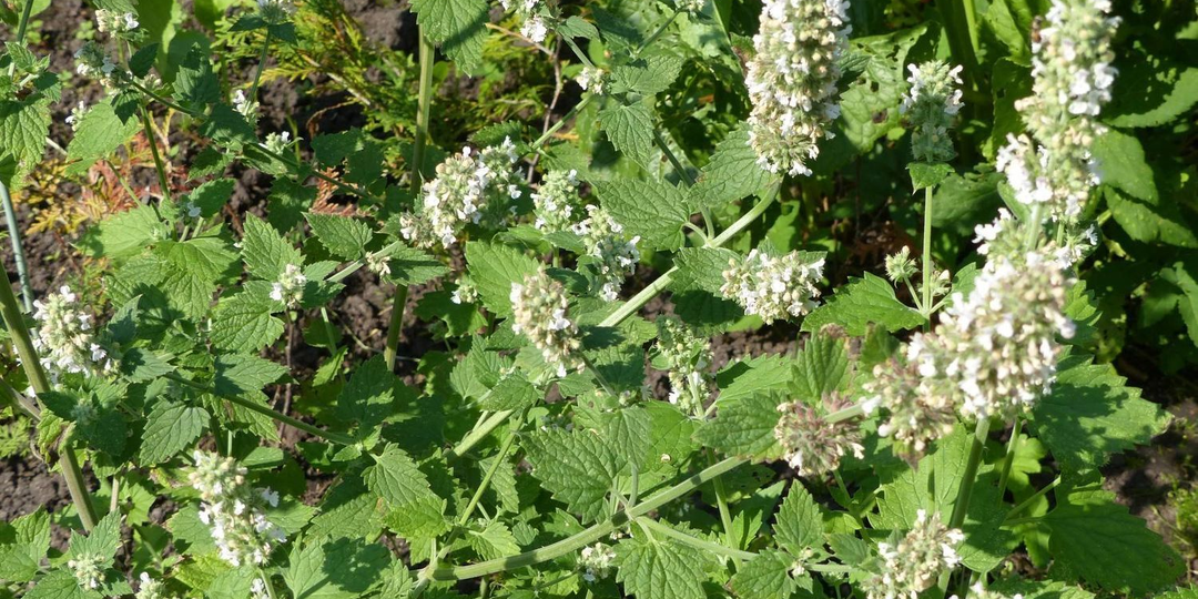 Какие растения не любят мыши: прогоняем грызунов с огорода