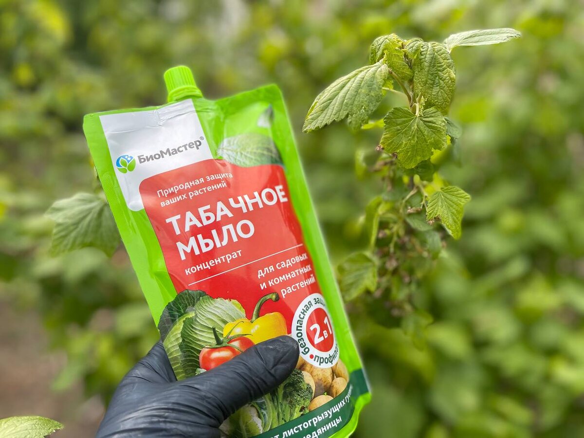 Табачное мыло против тли. Как думаете, работает? Фото автора