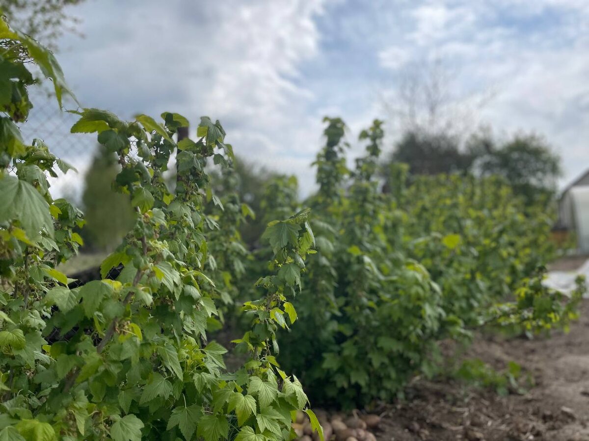 Смородина. 9.05.25. Фото автора