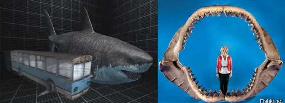 Яндекс. Мегалодон.