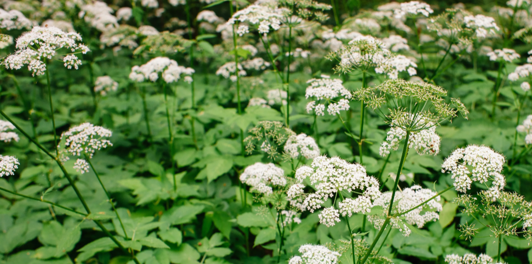 Сныть — это не сорняк, а диетическая зелень. Не выбрасывайте эту траву! В ней больше витаминов, чем в петрушке и шпинате