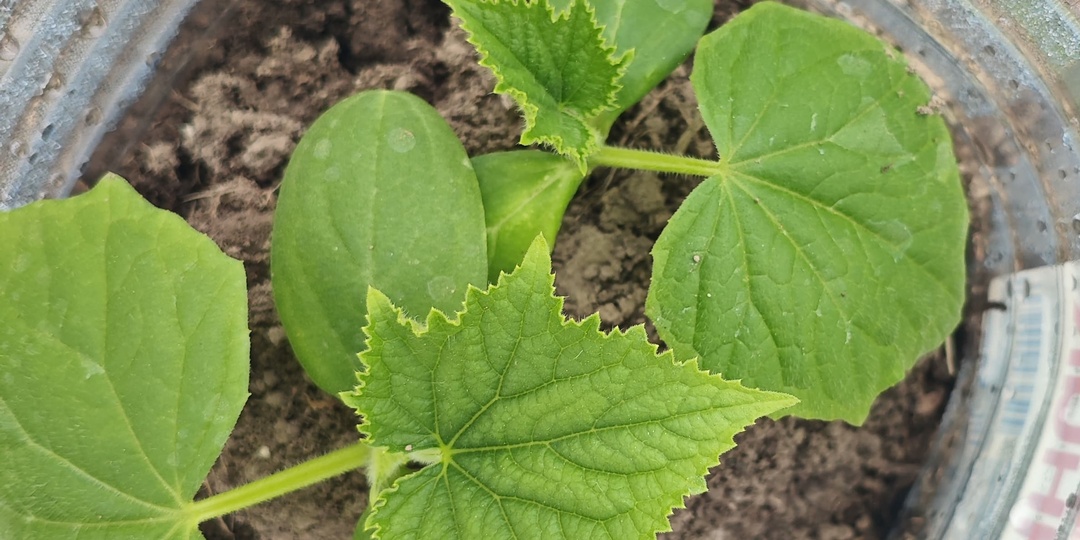 Вот так надо посадить огурцы и они вас завалят урожаем