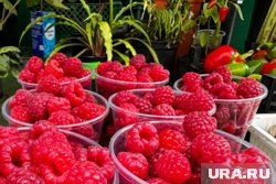     Почти все сорта малины дают первые плоды на следующий год после посадки Екатерина Сычкова © URA.RU