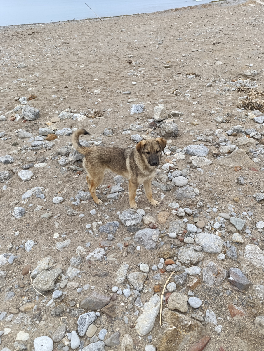 Щенки на пляже