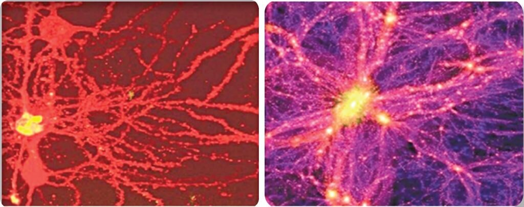 цитата по А.Деменьтьеву  "Причуды эволюции" (2024)