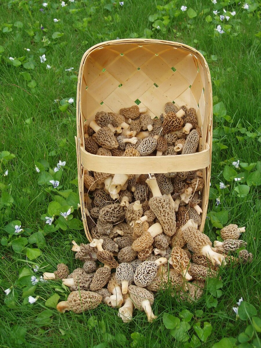 Фото из интернета 