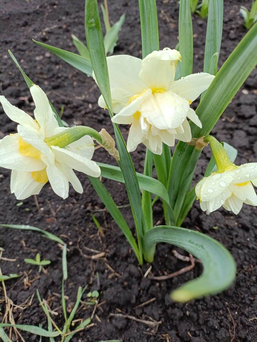 Нарциссы, теперь мамины