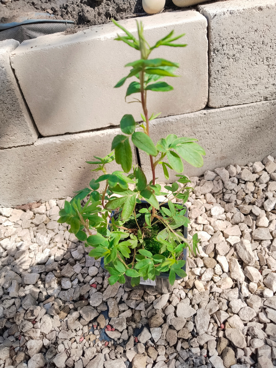 Лапчатка кустарниковая "Абботсвуд"