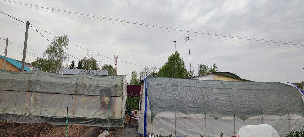 Надеюсь моим томатам понравиться расти под затеняющей сеткой. 