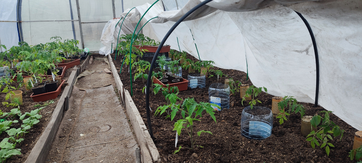 Ну вот, ещё одна теплица высажена. 