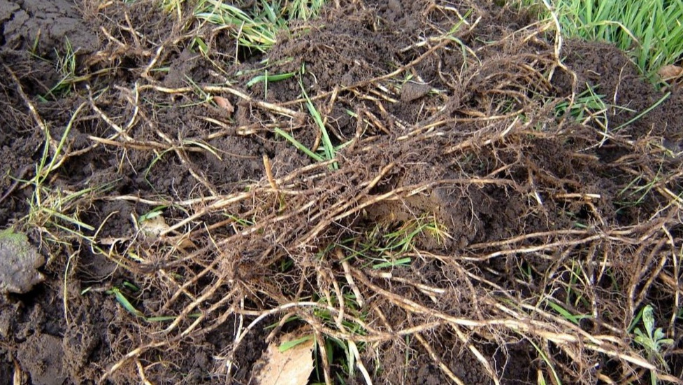 Корневая система пырея на участке 6 соток образует настоящую сеть подземных побегов