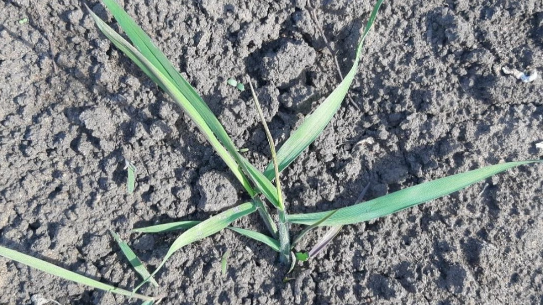 Через 7 дней после химической обработки пырей появляется с новой силой