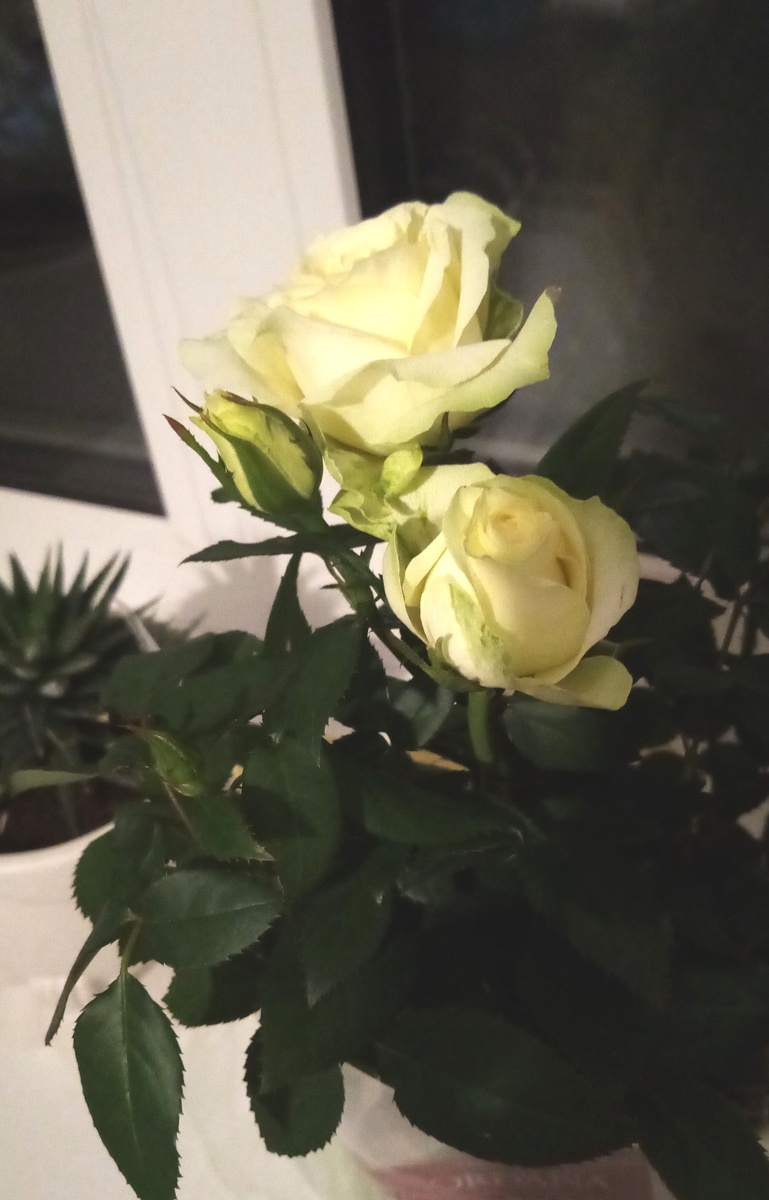 Фото сделано в конце августа 2024 года, роза только что куплена. 