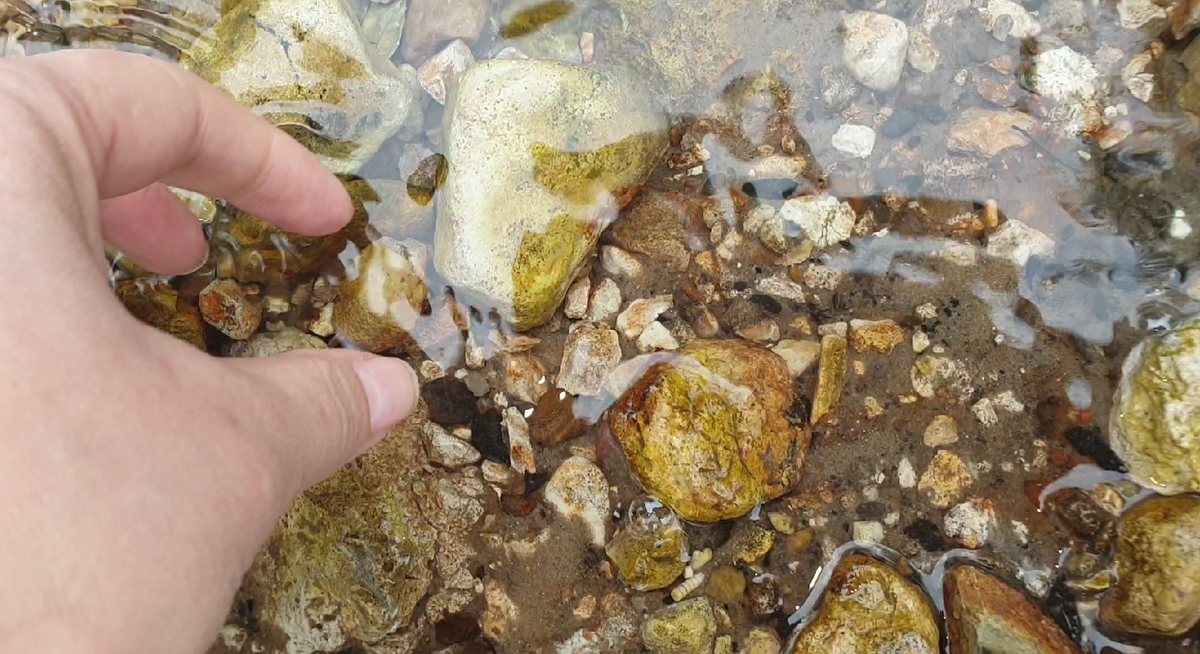 Достаю из ручья окаменелый коралл ругоз. Фото автора