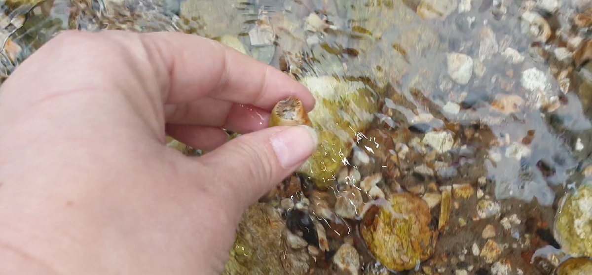 Достаю из ручья окаменелый коралл ругоз. Фото автора