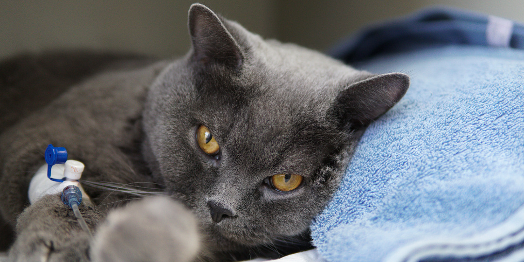 Микоплазмоз у кошек