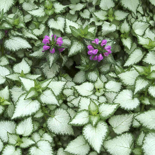 Яснотка серебристая