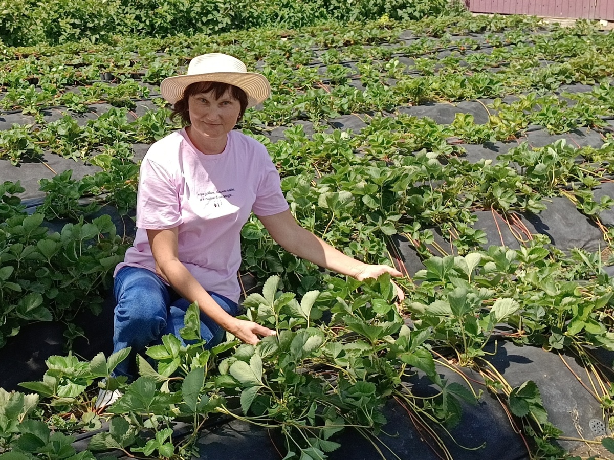 Посадка земляники на высокую грядку.