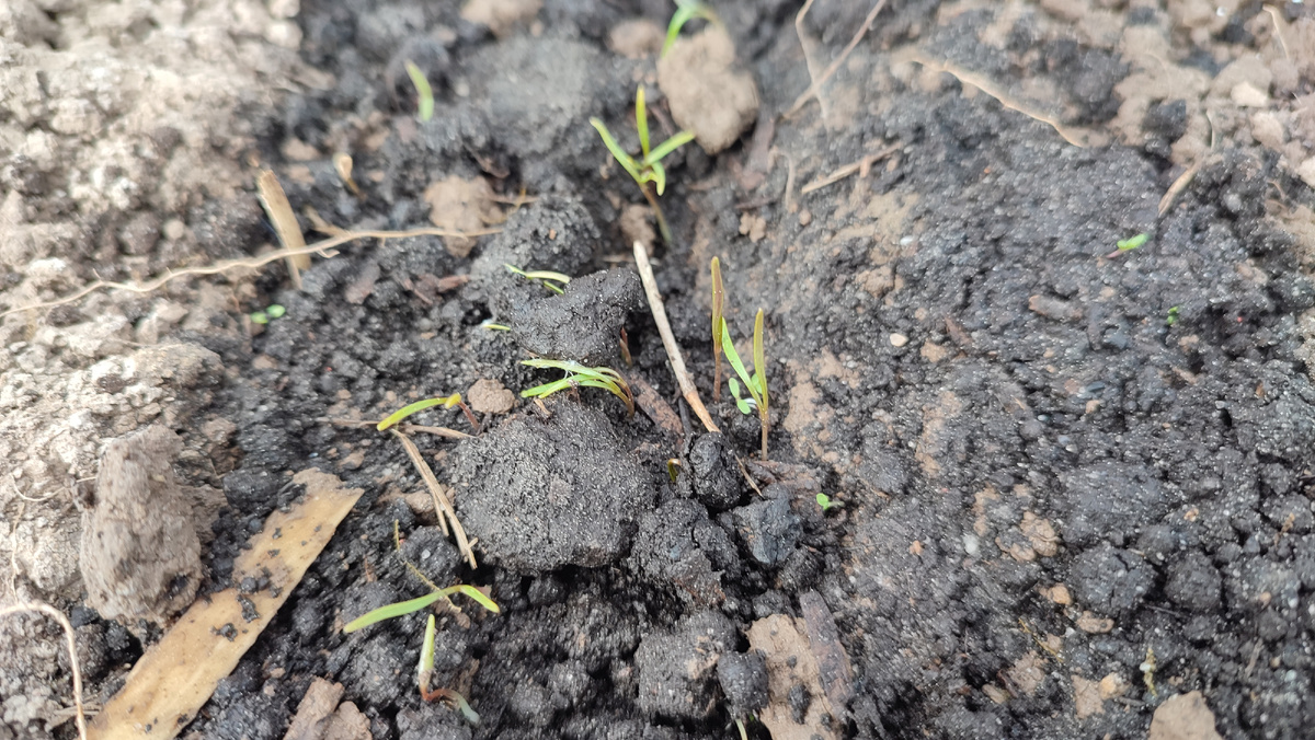 Укроп продолжает расти, уже стал больше в два раза