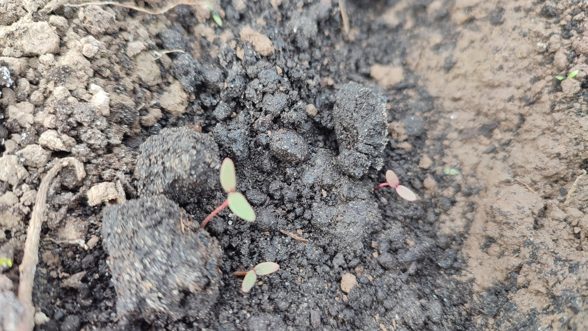 Базилик немного подрос