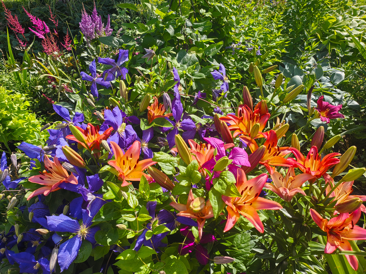 Этот клематис два года назад был тоненькой веточкой. И не цвёл. 