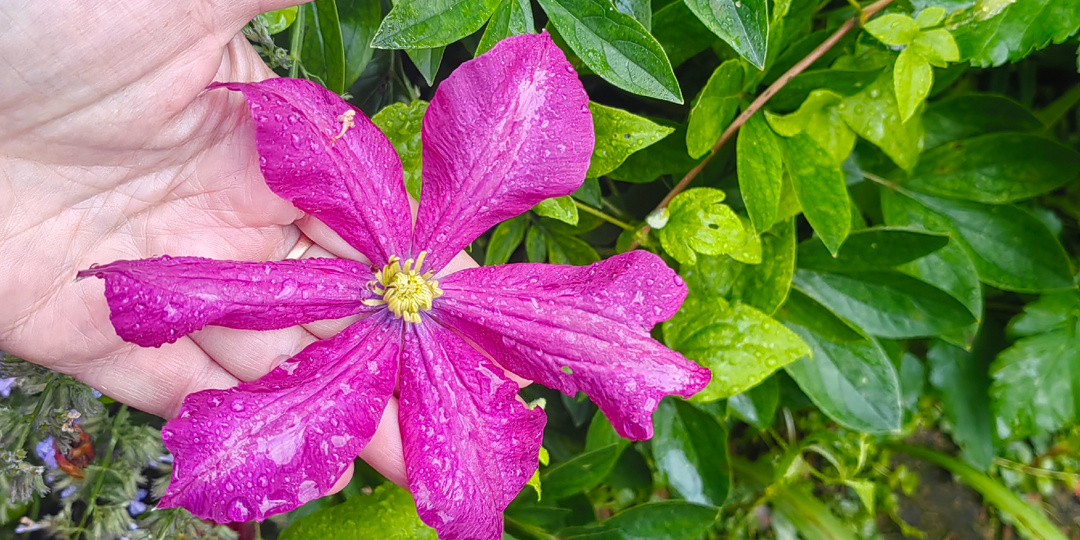 Неочевидные ошибки, из-за которых клематис не цветёт. Дважды пересадила взрослый клематис