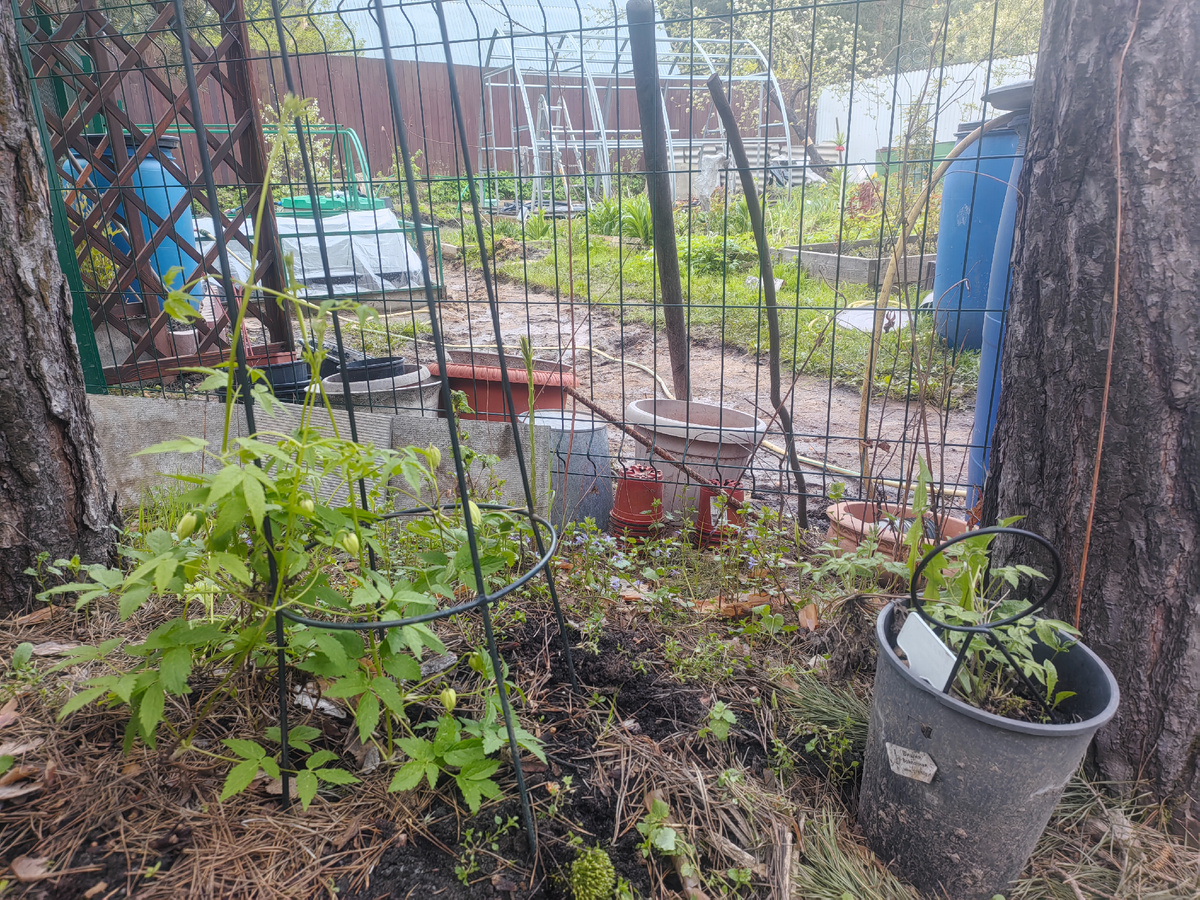 Вот два прошлогодних княжика, можно сказать, братья. Но один сидит в хорошей земле, второй - в горшке томится. Разница существенная, правда? 