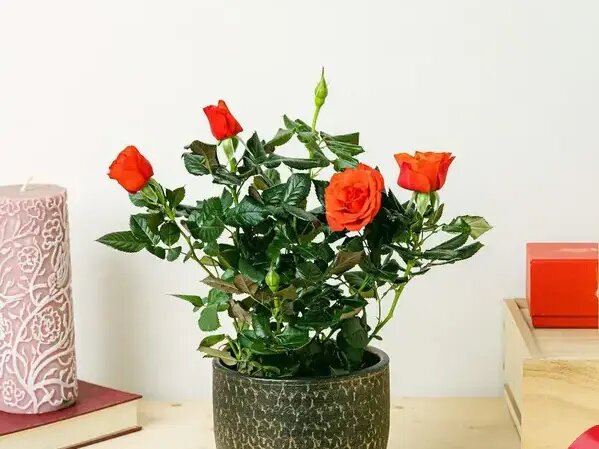   Роза в доме — к счастью, и другие приметы Вера Курилыч