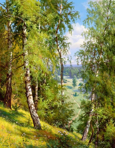 Берёзы в лесу