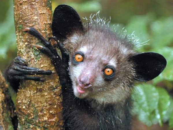 Руконожка, или ай-ай