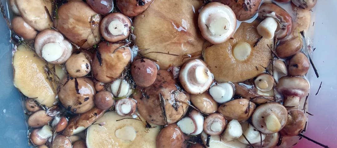 Майские маслята уже растут в лесах Центра России. 09.05.25. Не всем везет, но тем и интереснее