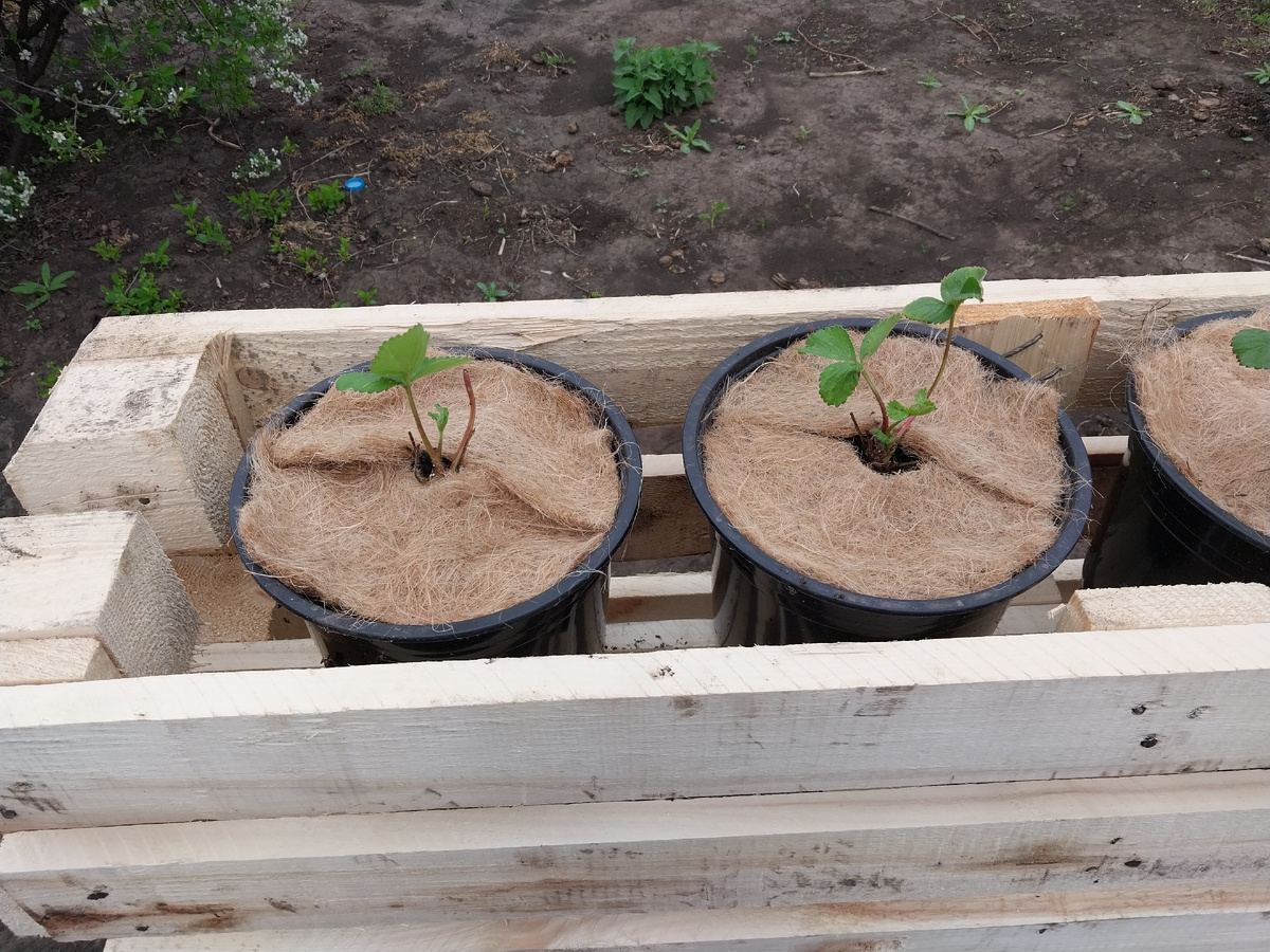 Внутри полочка на которую ставятся контейнеры с клубникой. Контейнеры замульчировала джутовыми ковриками для микрозелени.