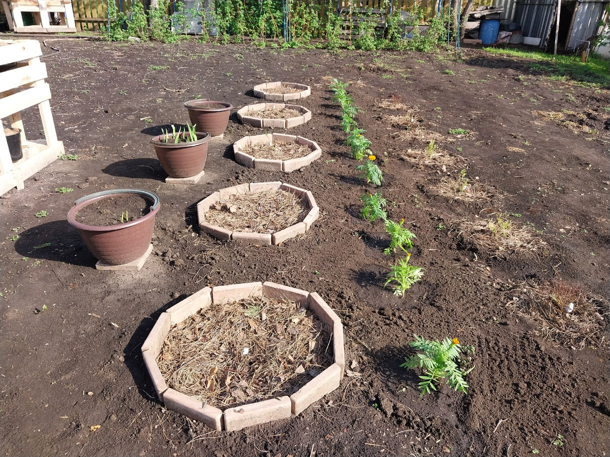 Осваиваем старо-новую территорию. Еще нет дорожек. Новые цветы только посажены. И даже высаженные зацветающие бархатцы Антигуа не украшают картинку. 