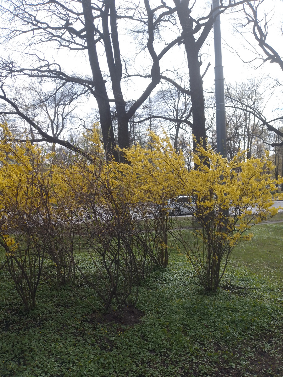 Очень красивое растение