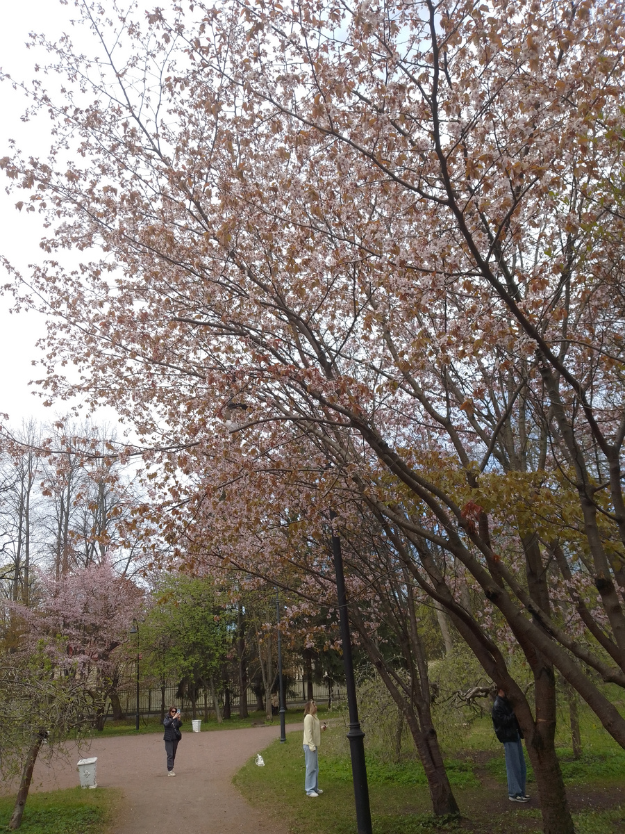 Цветущая Сакура